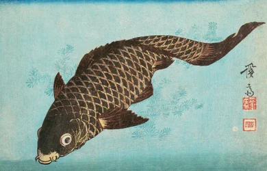 Koi, pub.1842